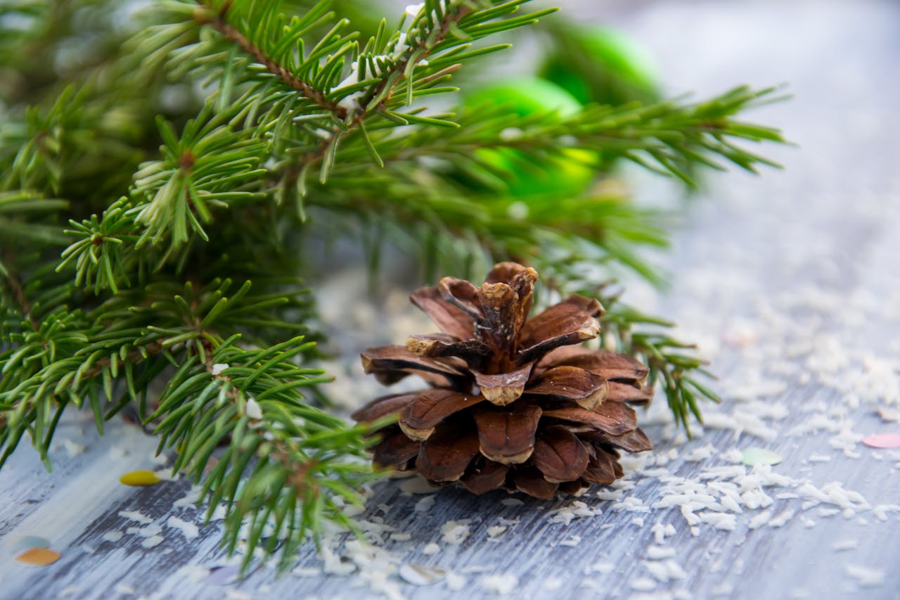 A pine cone rests on a wooden surface, surrounded by evergreen branches and faux snow.