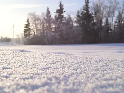 A close-up view of glistening snow on a sunny winter day, surrounded by trees.
