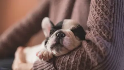 A puppy being held in someones arms