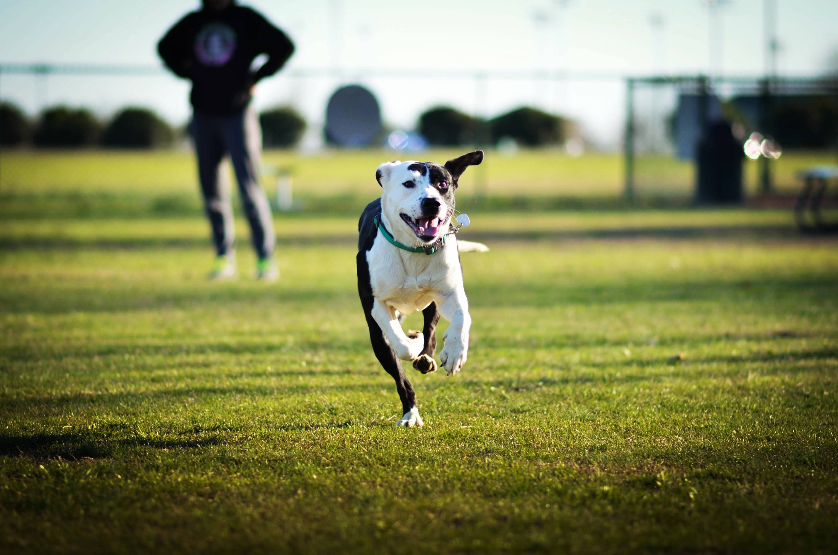 A dog bounds on green grass while its owner watches in the background.
